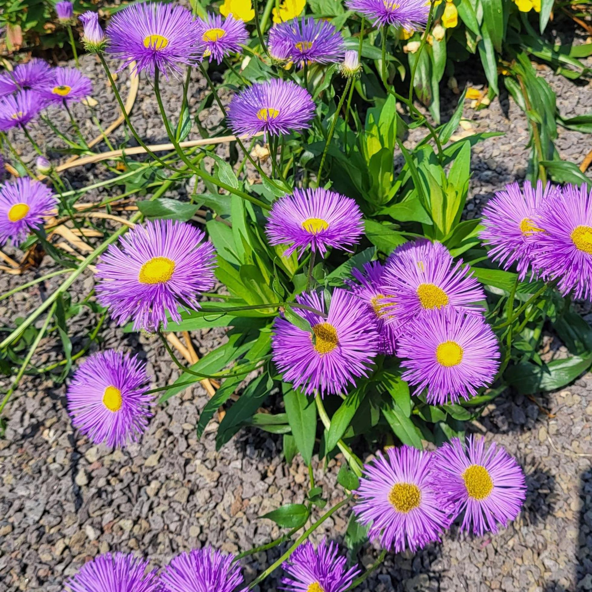 Komfort Ferienwohnungen Mit Wellness-Garten - Gaestehaus Am Bachlauf - Losheim Am See Номер фото
